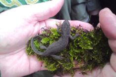 Salamander auf Moosstück in der Hand eines Kindes.